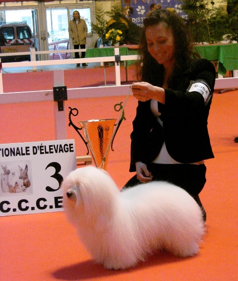 Diwal - CAC - BOB - BIS3 at the National Specialty Exotic Dogs 2012